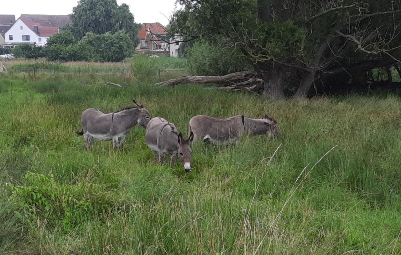 2 Westerhausen